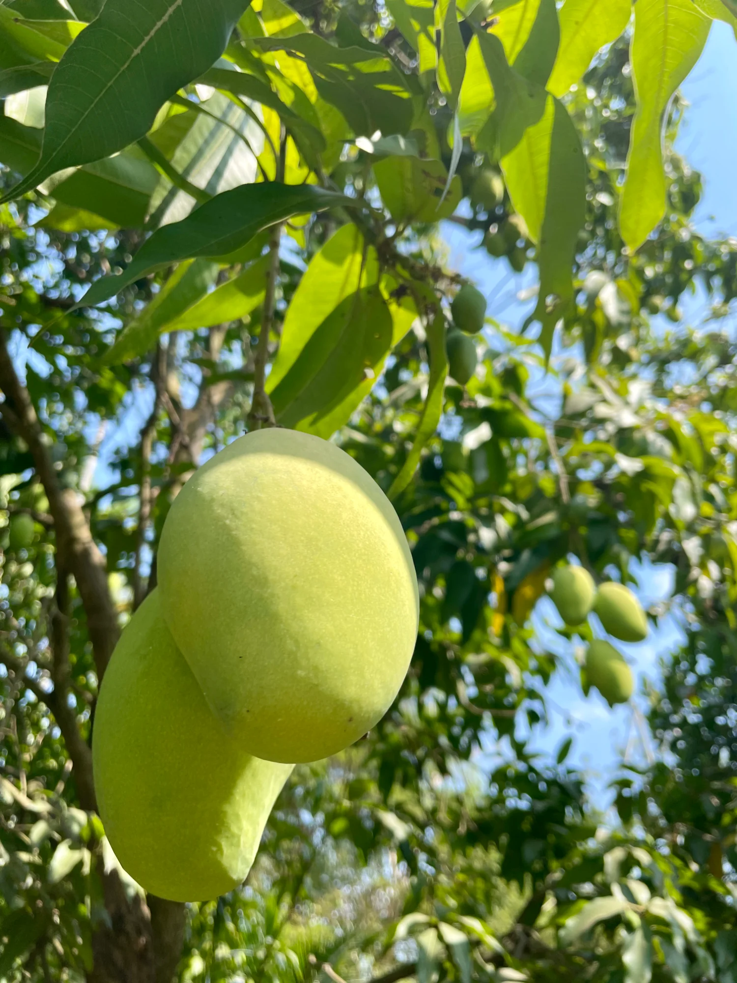 Cambodian Mango on Tree